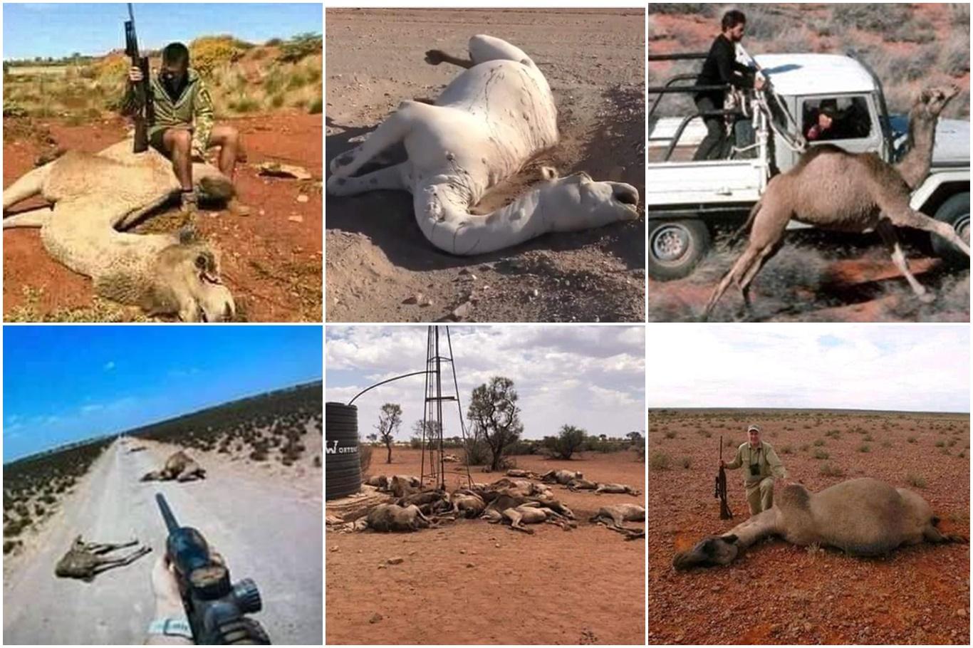 Havuzlu ev oranında dünya birincisi olan Avustralya develerin içtiği sudan rahatsız Havuzlu ev oranında dünya birincisi olan Avustralya develerin içtiği sudan rahatsız